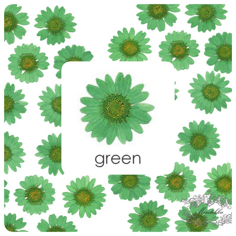 20 PCS Set (2-3CM) Mixed Daisy Pressed Dried Flower, Pressed Dried Flat Daisies, Real Green Daisy Flowers, Pressed Green Daisies Flowers