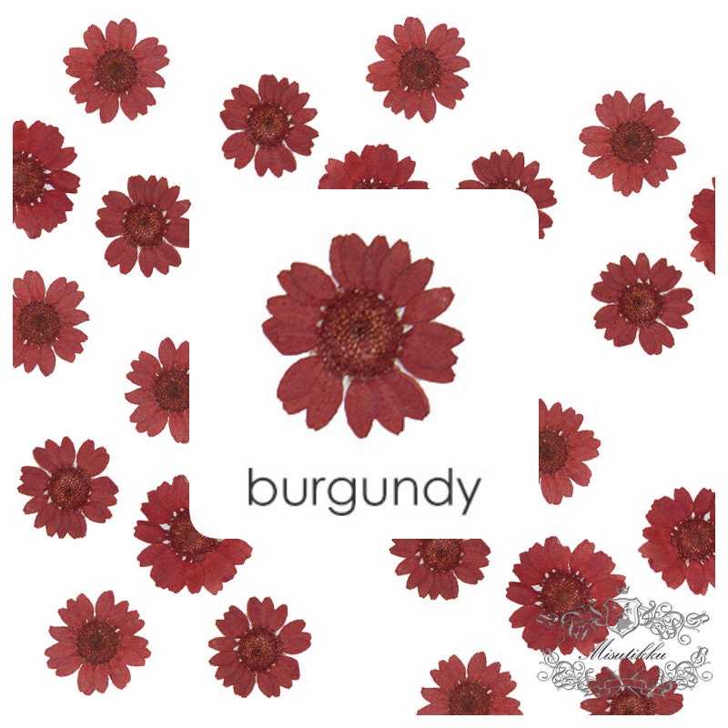 20 PCS/Set (2-3CM) Pressed Daisy Real Dry RED Daisies Flower Preservation Burgundy Daisy Natural Preserved Flat Daisy Dried Flower Petals