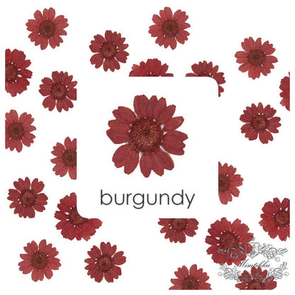 20 PCS/Set (2-3CM) Pressed Daisy Real Dry RED Daisies Flower Preservation Burgundy Daisy Natural Preserved Flat Daisy Dried Flower Petals