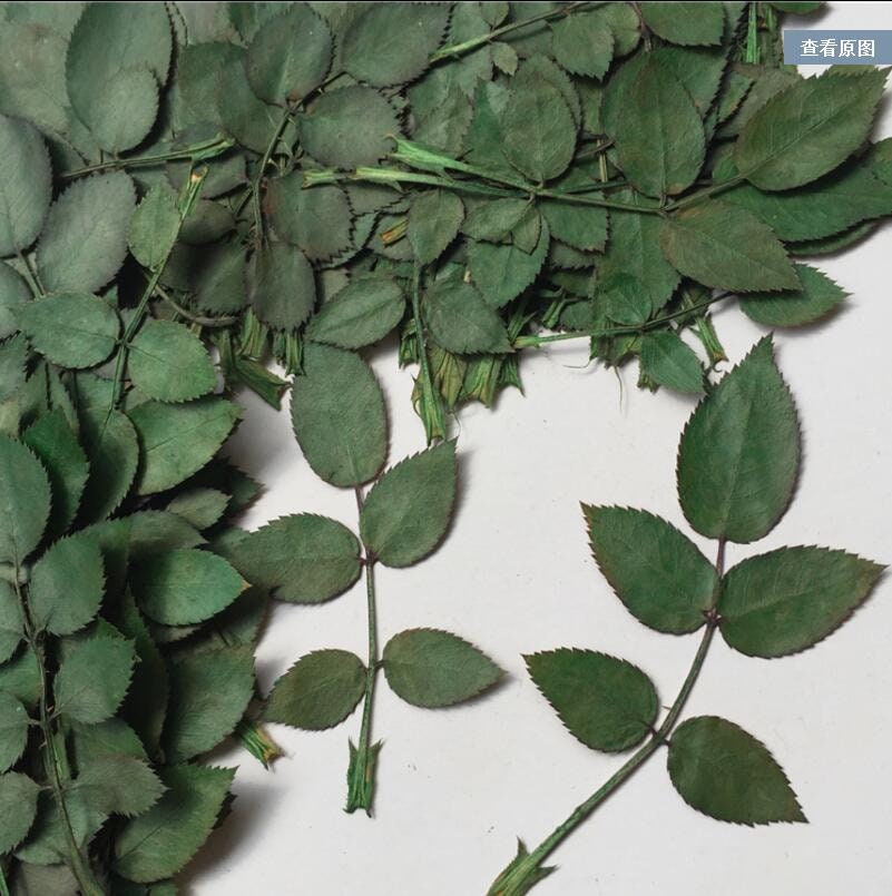 20 PCS/Set (6-14CM) Pressed Rose Leaves, Pressed Flower Leaves, Dried Real Leaves Greeny, Dry Green Rose Leaves Preserved Flat Leaf Foliage