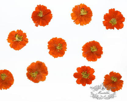 12 PCS Set (4-6CM) Pressed Cosmos Flowers, Orange Dried Cosmos Flower, Real Pressed Dried Flowers, Pressed Flower dried Orange Flat Flower