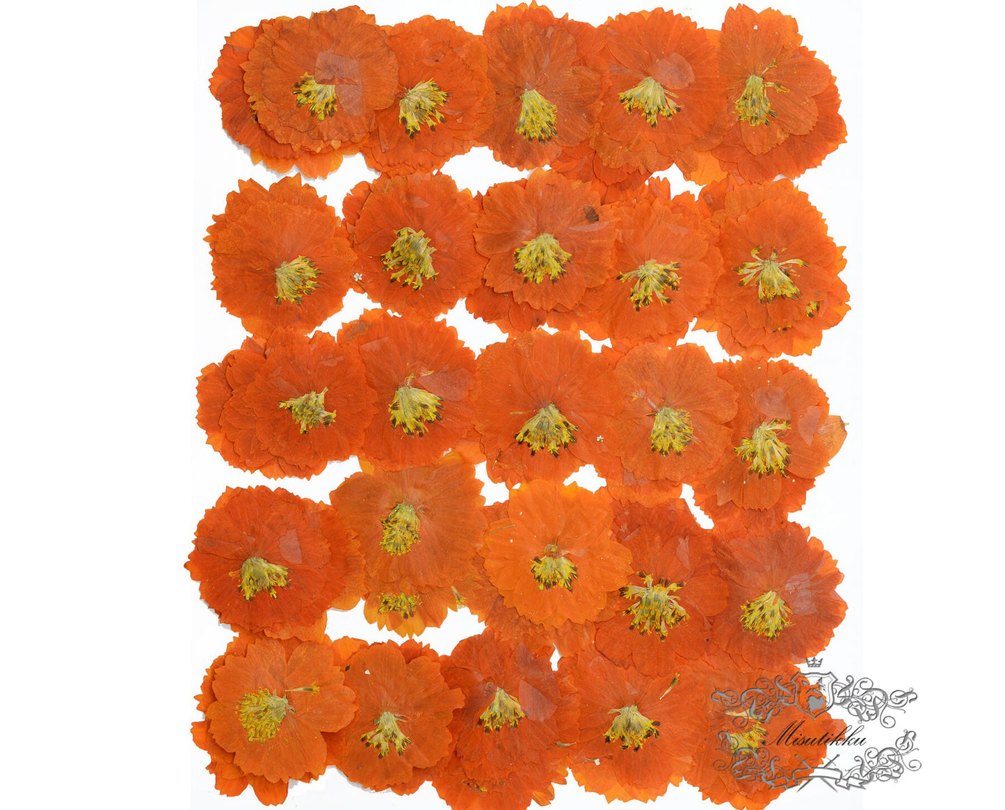 12 PCS Set (4-6CM) Pressed Cosmos Flowers, Orange Dried Cosmos Flower, Real Pressed Dried Flowers, Pressed Flower dried Orange Flat Flower