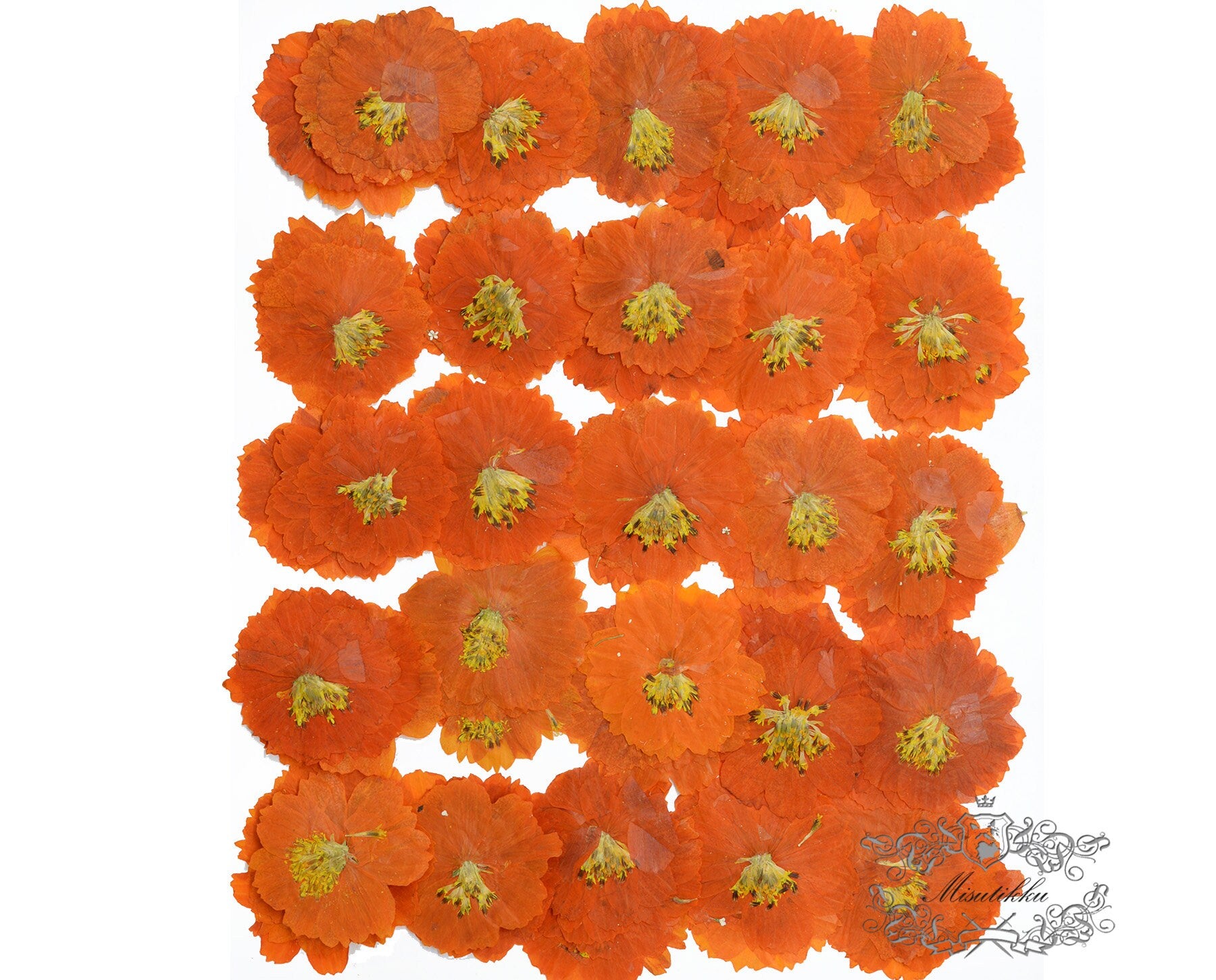 12 PCS Set (4-6CM) Pressed Cosmos Flowers, Orange Dried Cosmos Flower, Real Pressed Dried Flowers, Pressed Flower dried Orange Flat Flower