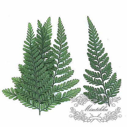 20 PCS Set (6-10CM) Real Pressed Leaves Dried Pressed Flower Green Dry leaf Preserved Wild Flowers Floral Pressed Fern