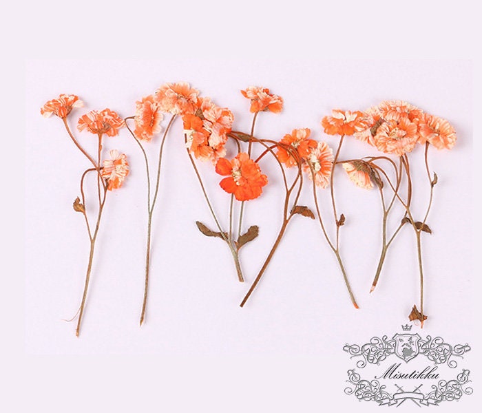 6 PCS/Set Pressed Dried Flowers Stems, Preserved Dried Flat Flowers, Real Dried Flower Stem, Dried Pressed Flower, Verbena Flower Stems,