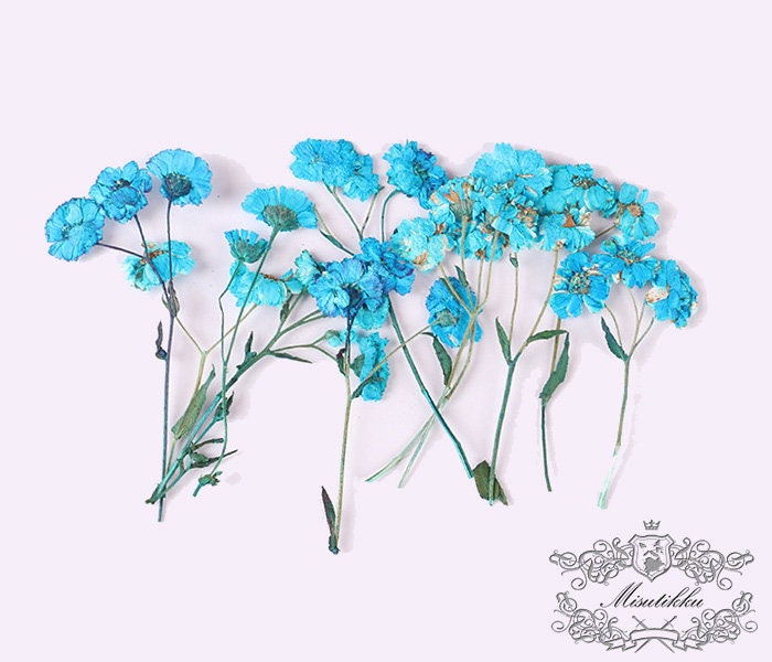 6 PCS/Set Pressed Dried Flowers Stems, Preserved Dried Flat Flowers, Real Dried Flower Stem, Dried Pressed Flower, Verbena Flower Stems,