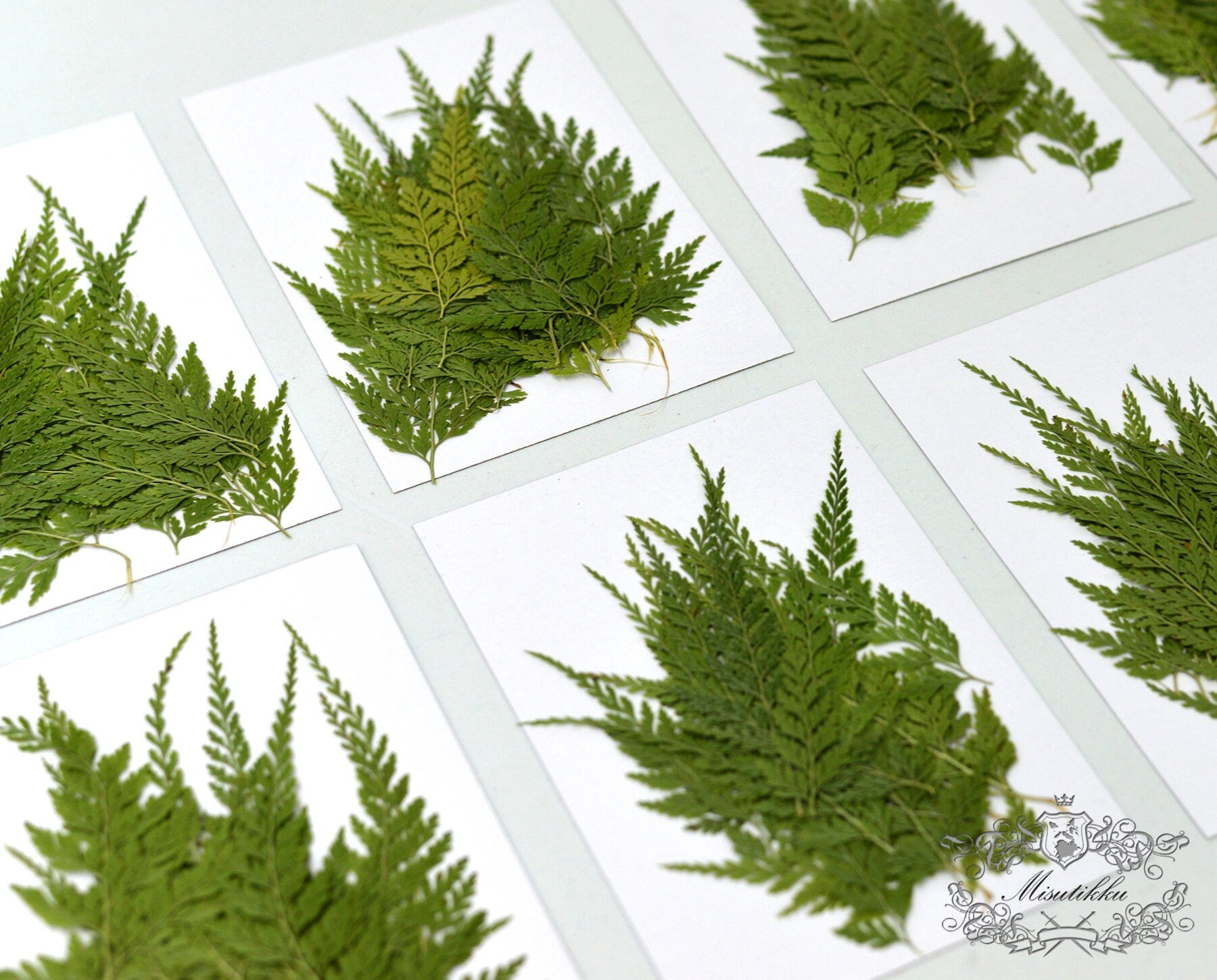 20 PCS Set (5-9CM) Dried pressed Leaves Asian Royal fern Pressed Flower Dried Pressed Fern Leaves Real Flat leaves Herbarium green foliage