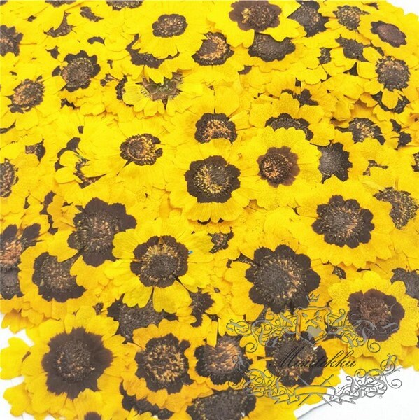 20 PCS Set (3-5CM) Real Dried Yellow Flower, Large Pressed Dried Flowers, Real Pressed Flat Drird Flower, Preserved Dried Flat Flower