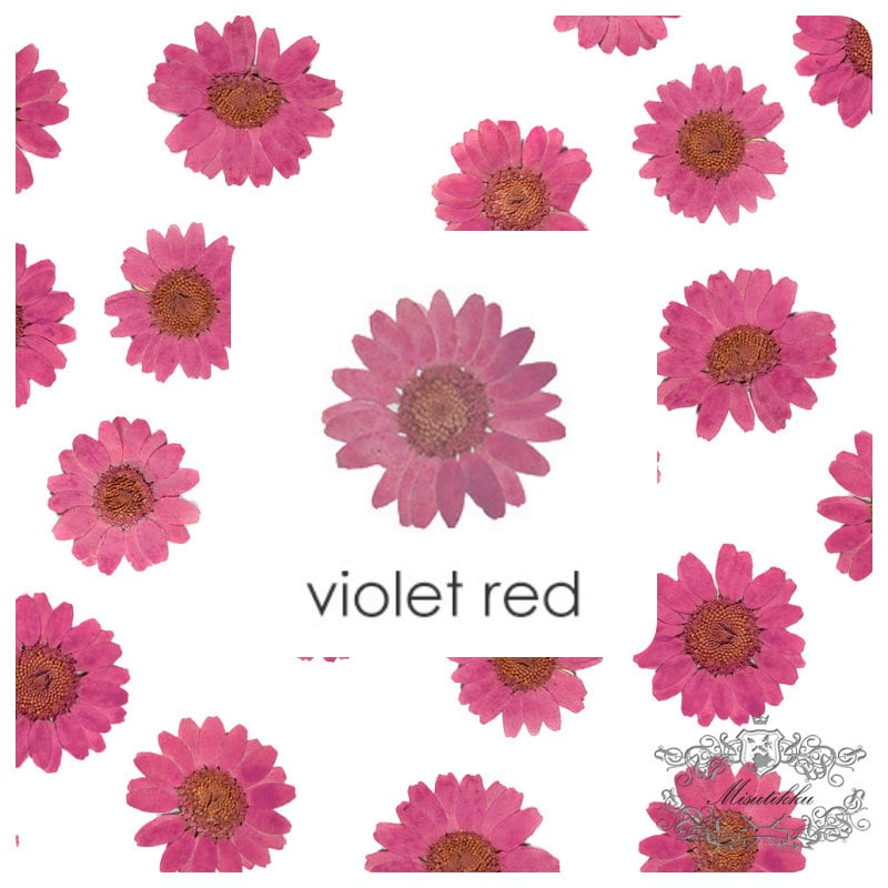 12 PCS Set (2-3CM) Pressed Pink Daisy Flower, Real Daisies Pressed Dried Flower, Pink Daisies Flat Flower, Pressed Red Daisy Dried Flower