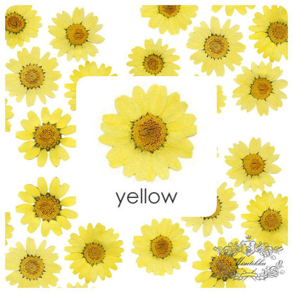 20 PCS/Set (2-3CM) Mix Assorted Yellow Series Daisy Dried Pressed Flowers Real Flat Dried Preserved Yellow Marigold Daisies wildflower