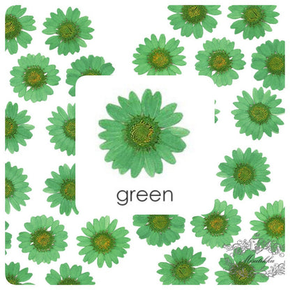 20 PCS/Set (2-3CM) Pressed Daisy Mix Assorted Green Series Dried Pressed Daisies Pressed Mixed Aquamarine Daisy Preserved Dry Wildflowers