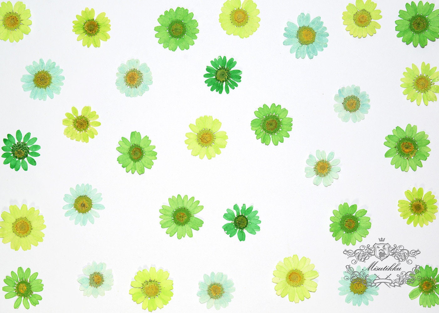 20 PCS/Set (2-3CM) Pressed Daisy Mix Assorted Green Series Dried Pressed Daisies Pressed Mixed Aquamarine Daisy Preserved Dry Wildflowers