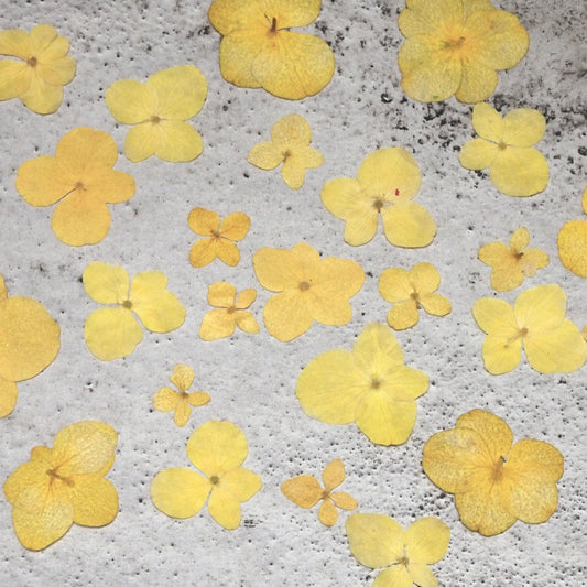 20 PCS Dry Pressed Real Flower Yellow hydrangea Preserved Natural Wild flower Sachet Floral Candle Soap Making Embellishments (1.5-3.5CM)