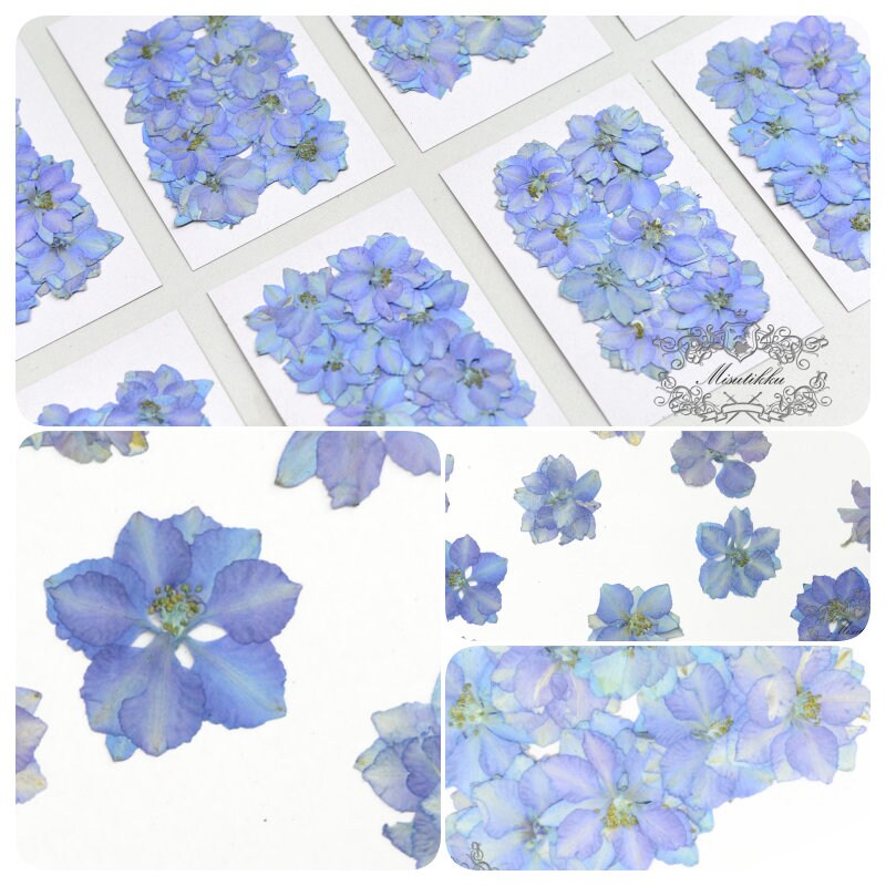 20 PCS/Set (2.5-3.5CM) Real Pressed Larkspur Flower Natural Preservation Dried Larkspur Flower Preserved Blue Larkspur Dry Flat Wildflower