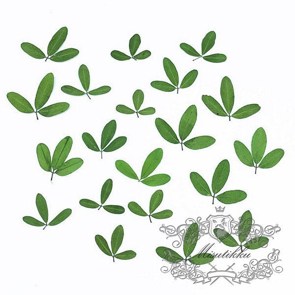 20 PCS Set (1-1.5CM) Small Tiny Pressed Leaves Real Fern dry Greeny Flower Preserved Leaf Foliage Stems Flat Dried Petal Greens For Nail Art