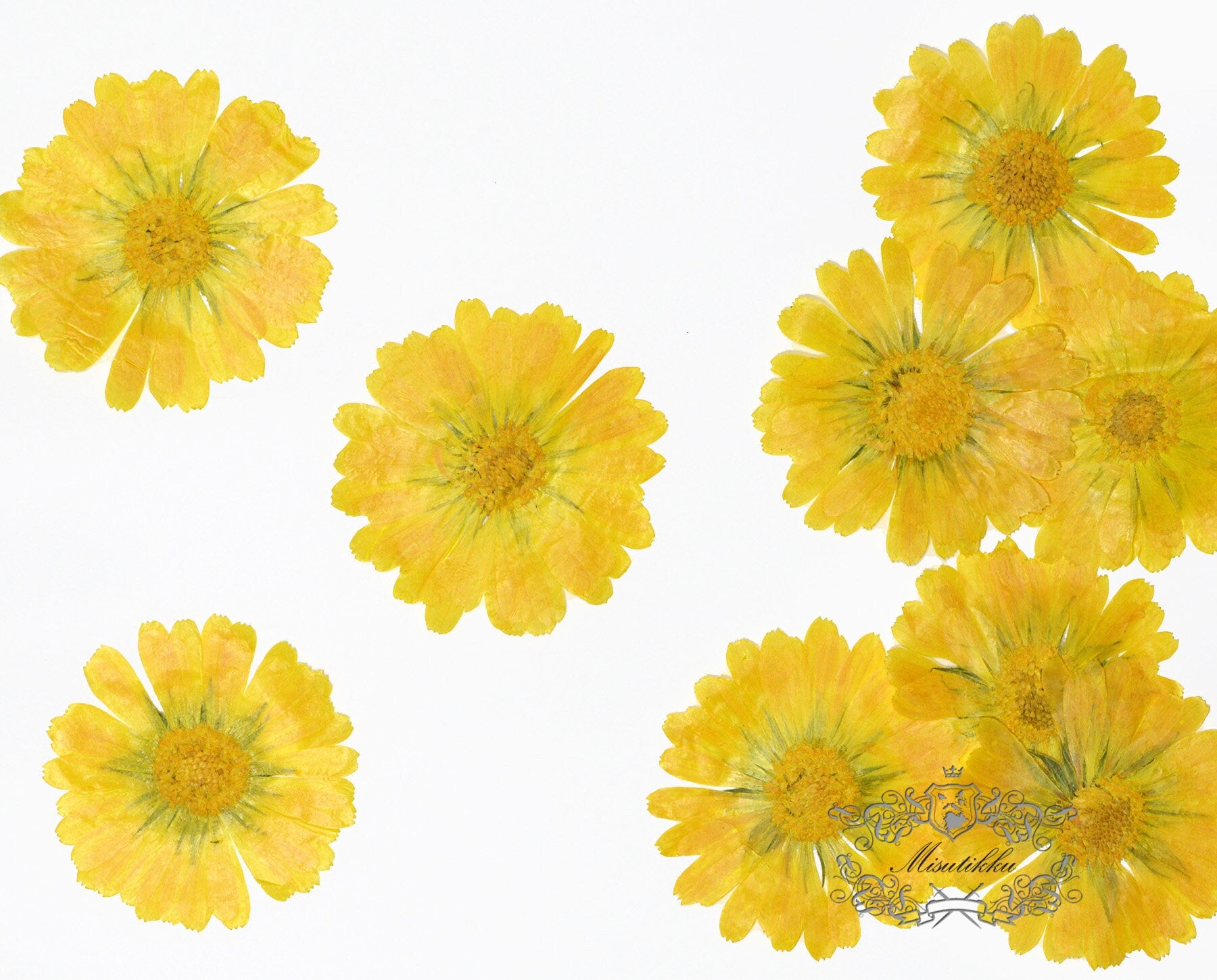 20 PCS Set (5-7CM) Pressed Dry flower Large Yellow Dried flowers Real Preserved wild Flower Pressed Flat Flowers Natural Flower Petals