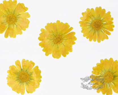 20 PCS Set (5-7CM) Pressed Dry flower Large Yellow Dried flowers Real Preserved wild Flower Pressed Flat Flowers Natural Flower Petals