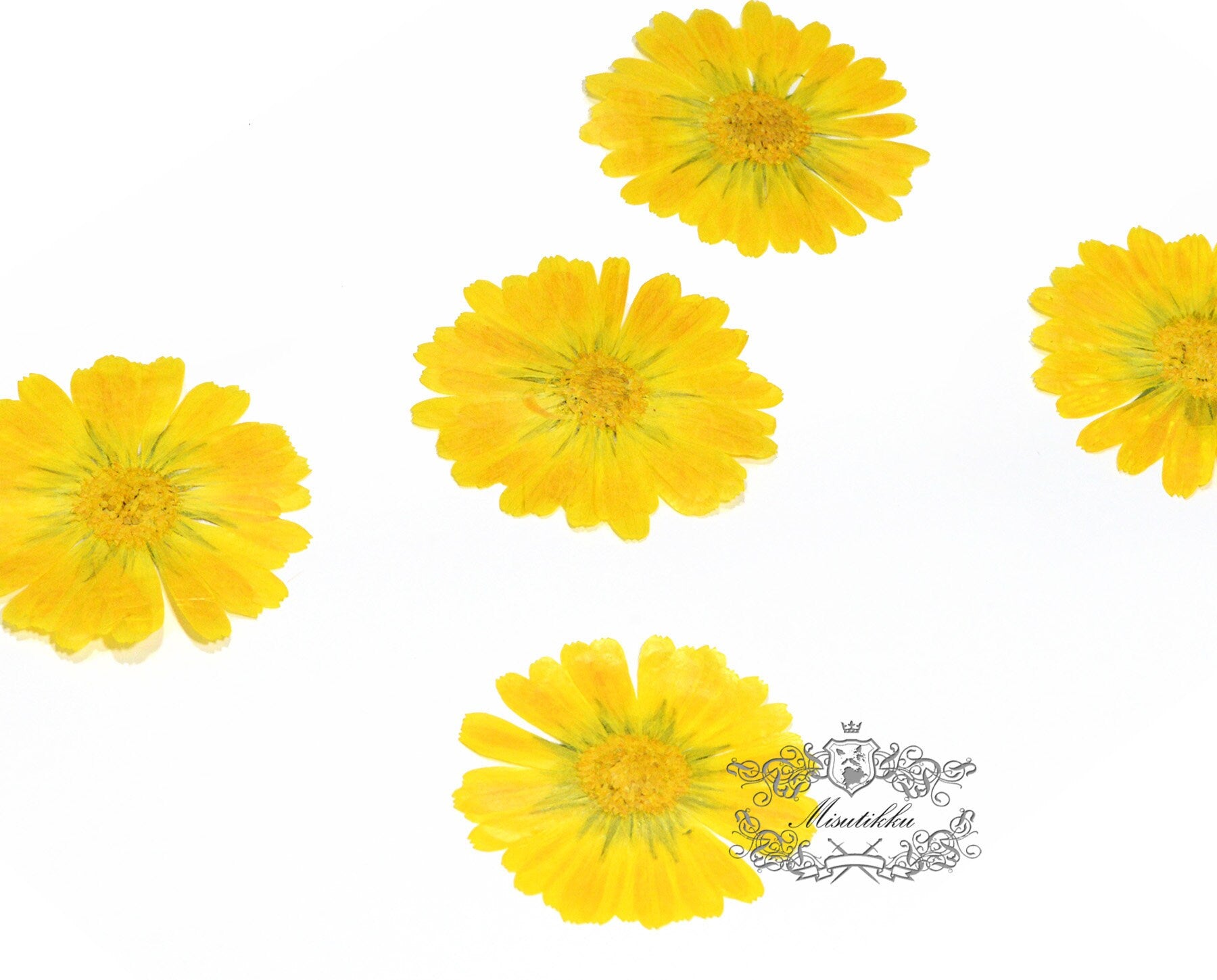 20 PCS Set (5-7CM) Pressed Dry flower Large Yellow Dried flowers Real Preserved wild Flower Pressed Flat Flowers Natural Flower Petals