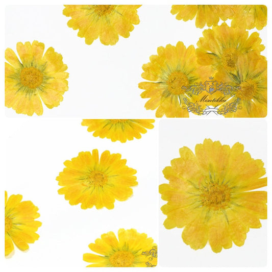 20 PCS Set (5-7CM) Pressed Dry flower Large Yellow Dried flowers Real Preserved wild Flower Pressed Flat Flowers Natural Flower Petals