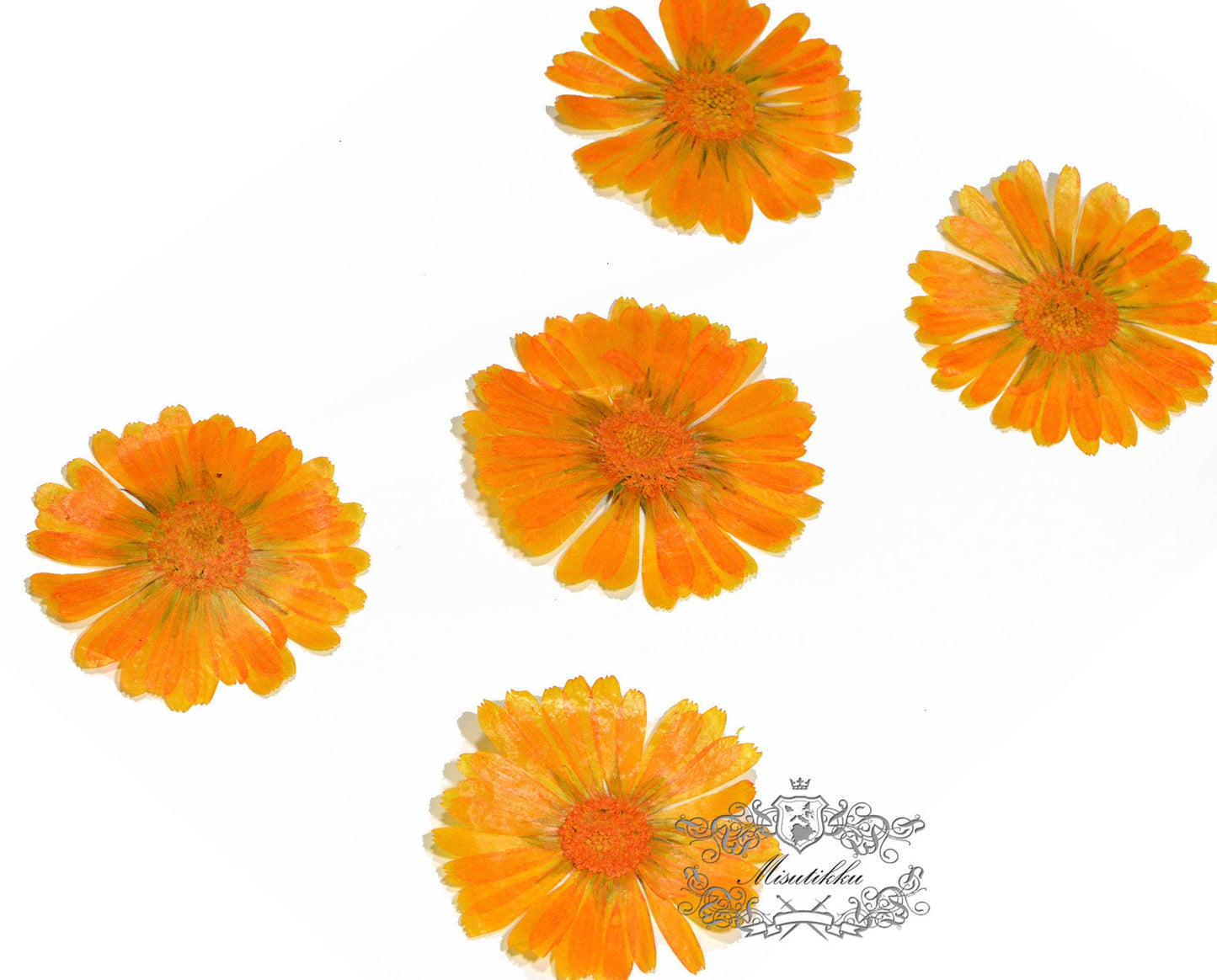 20 PCS (4-8CM) Pressed Flowers Large Orange Flower Preservation Dry Flat Real Flower Preserved Wild Dried flowers Natural Floral