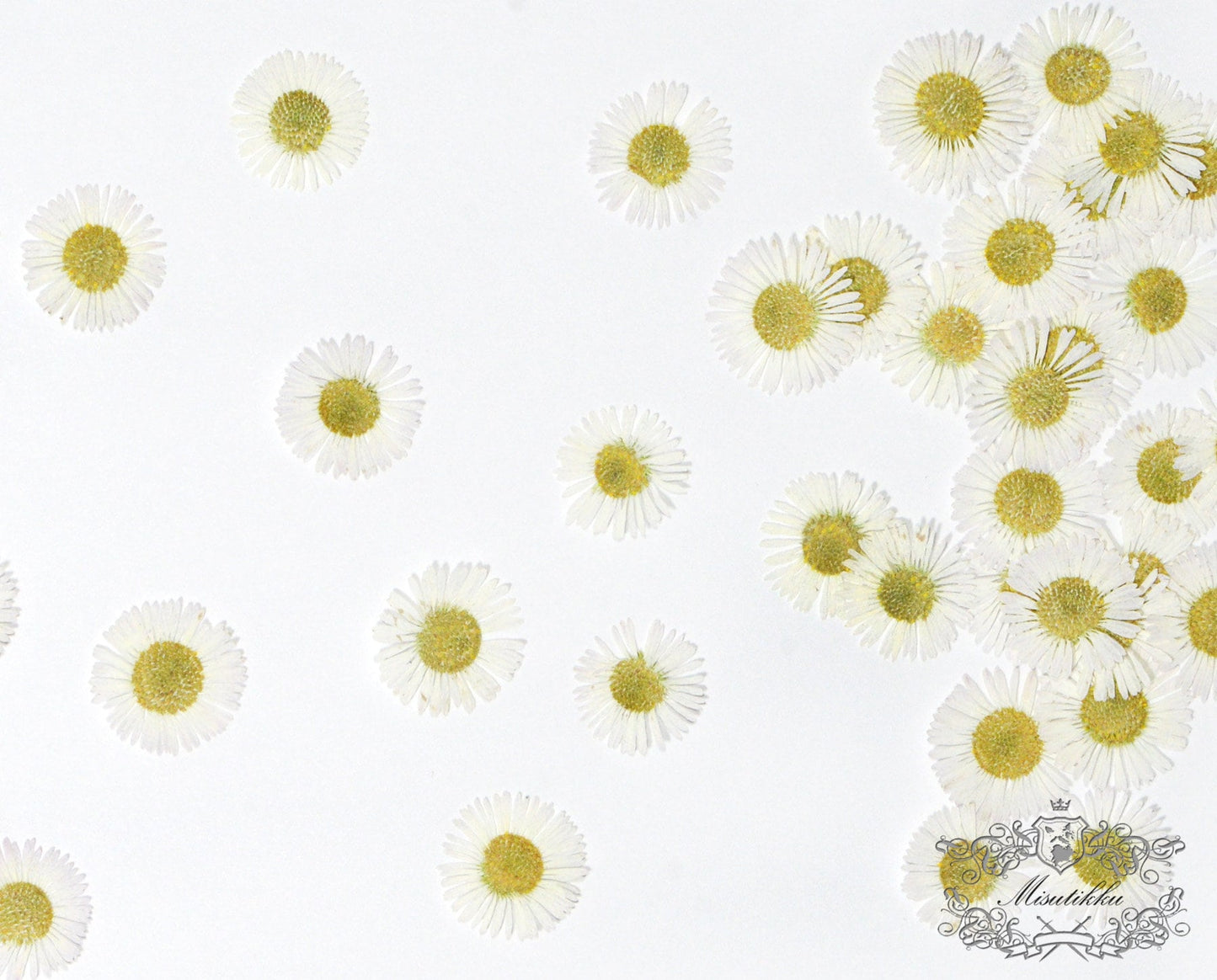 20 PCS Set (1.5-2CM) Pressed White Fleabane Pressed Daisy Real Dried Pressed Daisies flowers Preserved Dry Flat Fleabane Daisy Flower