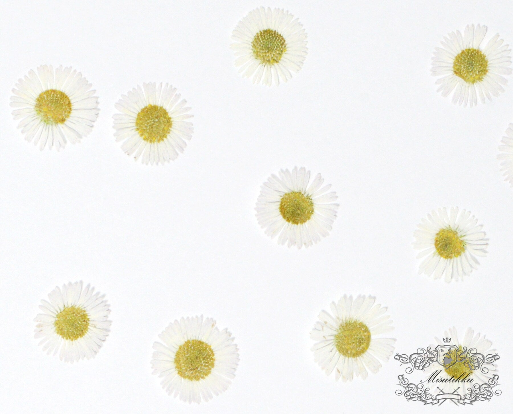 20 PCS Set (1.5-2CM) Pressed White Fleabane Pressed Daisy Real Dried Pressed Daisies flowers Preserved Dry Flat Fleabane Daisy Flower