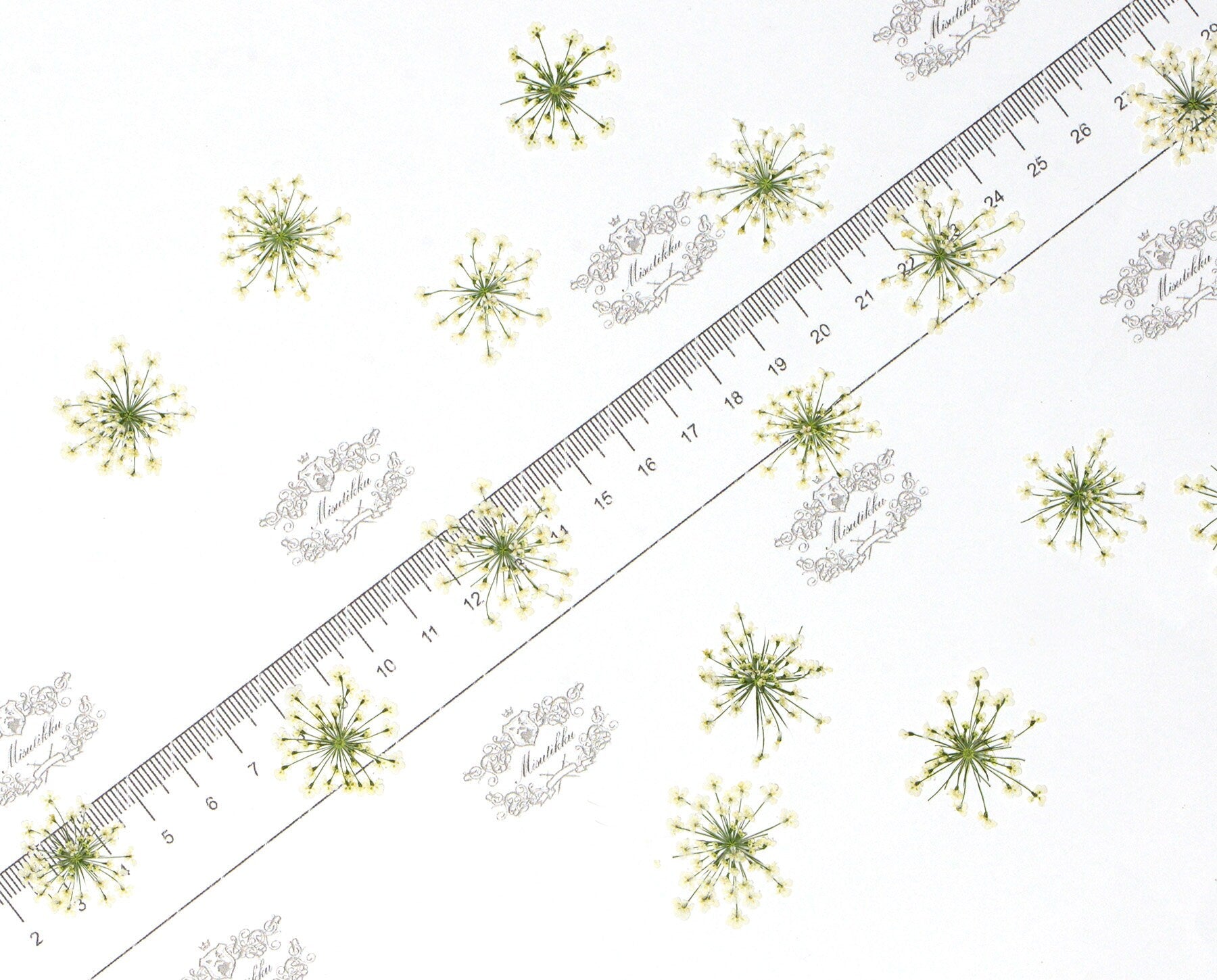 20 PCS Set (1.5-2.5CM) Dried White Queen Anne’s lace Pressed Flower, Real Pressed Queen Annes Lace Flower, Preserved Flat Dried Flowers