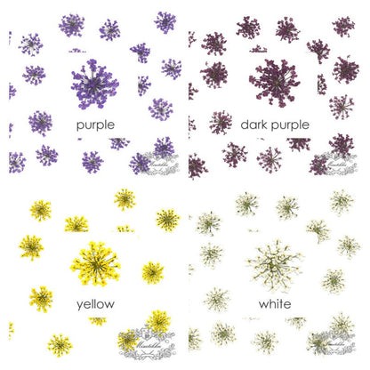 20 PCS/Set (1.5-2CM) Dried Pressed Flowers Queen Anne's lace, Pressed Dried Flowers, Real Dried Queen Anne's Lace Flowers For Nail Art