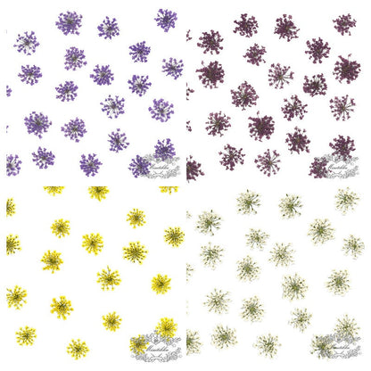 20 PCS/Set (1.5-2CM) Dried Pressed Flowers Queen Anne's lace, Pressed Dried Flowers, Real Dried Queen Anne's Lace Flowers For Nail Art