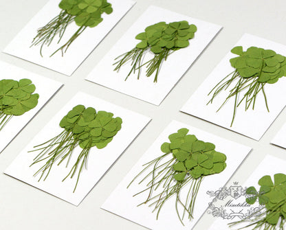 20 PCS Set (4 Sizes) Pressed Four Leaves Clover, Flat Dried Four leaves Clover, Real Four Leaves clover Pressed, Pressed Dried Flower Leaves