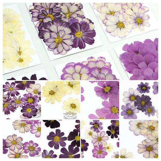 20 PCS Pack (3-12CM) Pressed Cosmos Flower, Dried Pressed Cosmos Flowers, real Pressed Flower, Preserved Large Flowers, Pressed Dried Flower