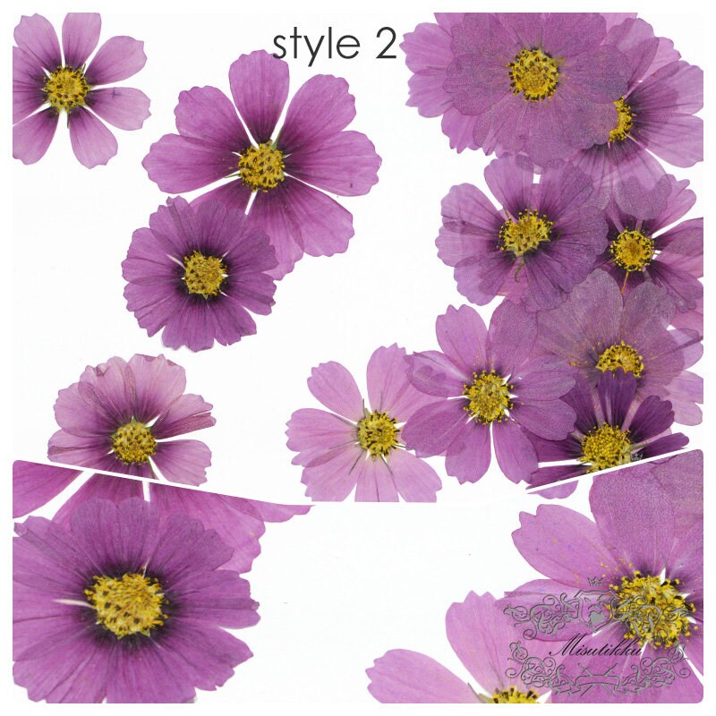 20 PCS Pack (3-12CM) Pressed Cosmos Flower, Dried Pressed Cosmos Flowers, real Pressed Flower, Preserved Large Flowers, Pressed Dried Flower