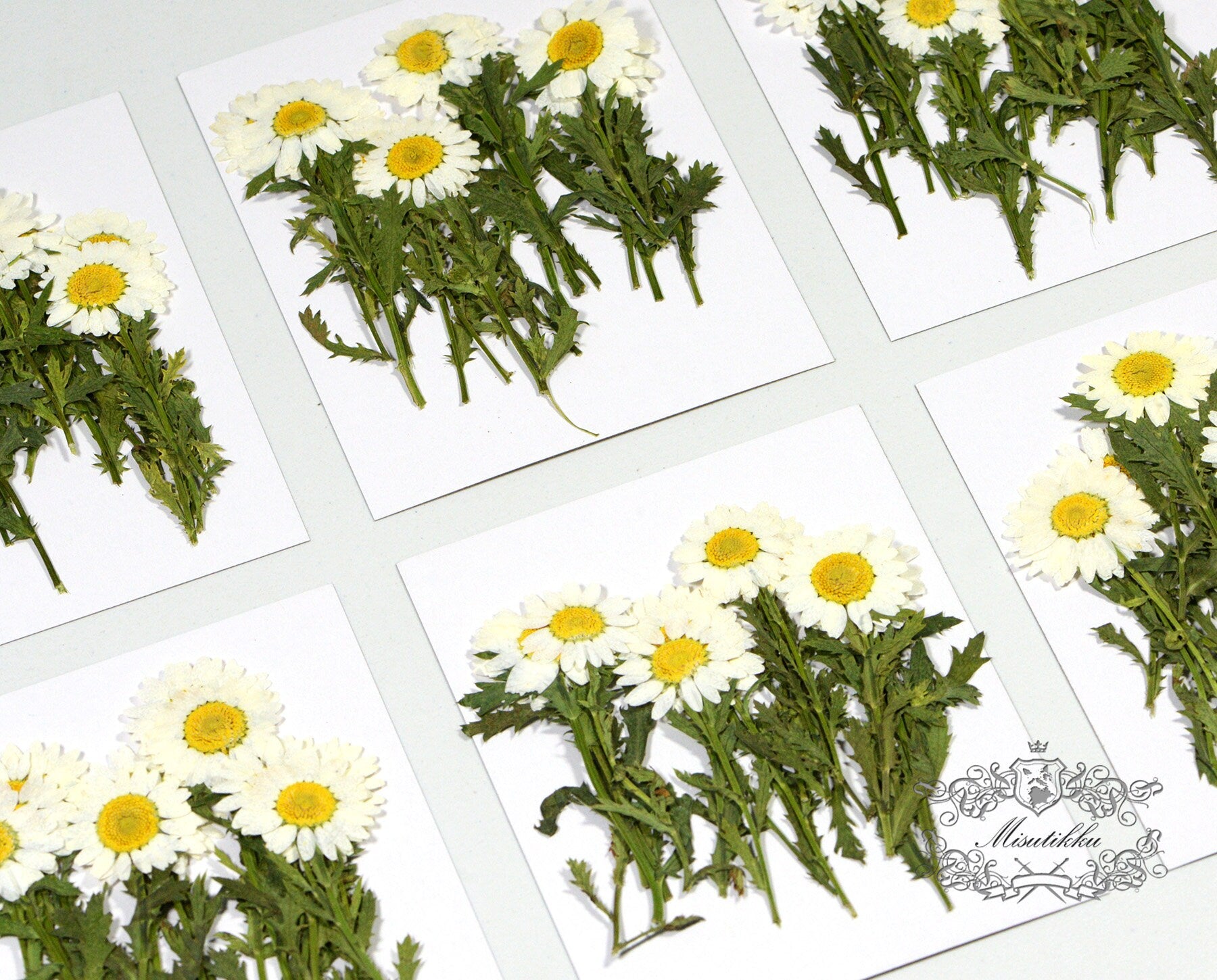 12 PCS Set (5-8CM) Dried Pressed Flowers, Pressed White Daisy Flower Stems, Real White Daisy Dried Flower,Preserved Flat Daisies Flower