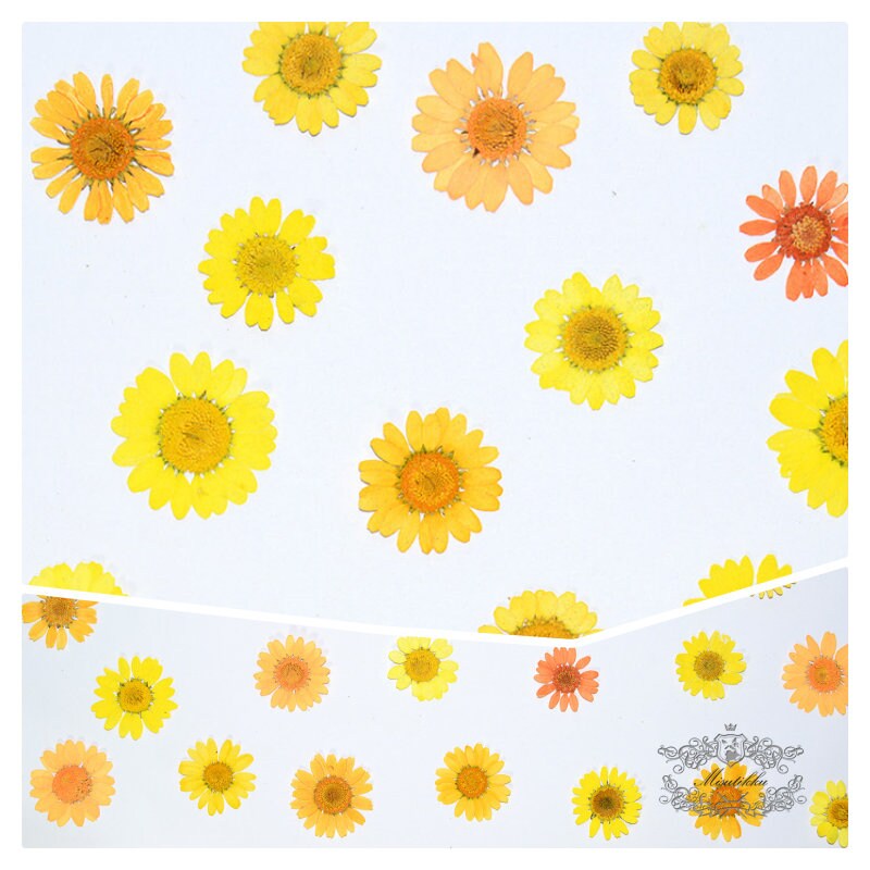 20 PCS/Set (2-3CM) Mix Assorted Yellow Series Daisy Dried Pressed Flowers Real Flat Dried Preserved Yellow Marigold Daisies wildflower