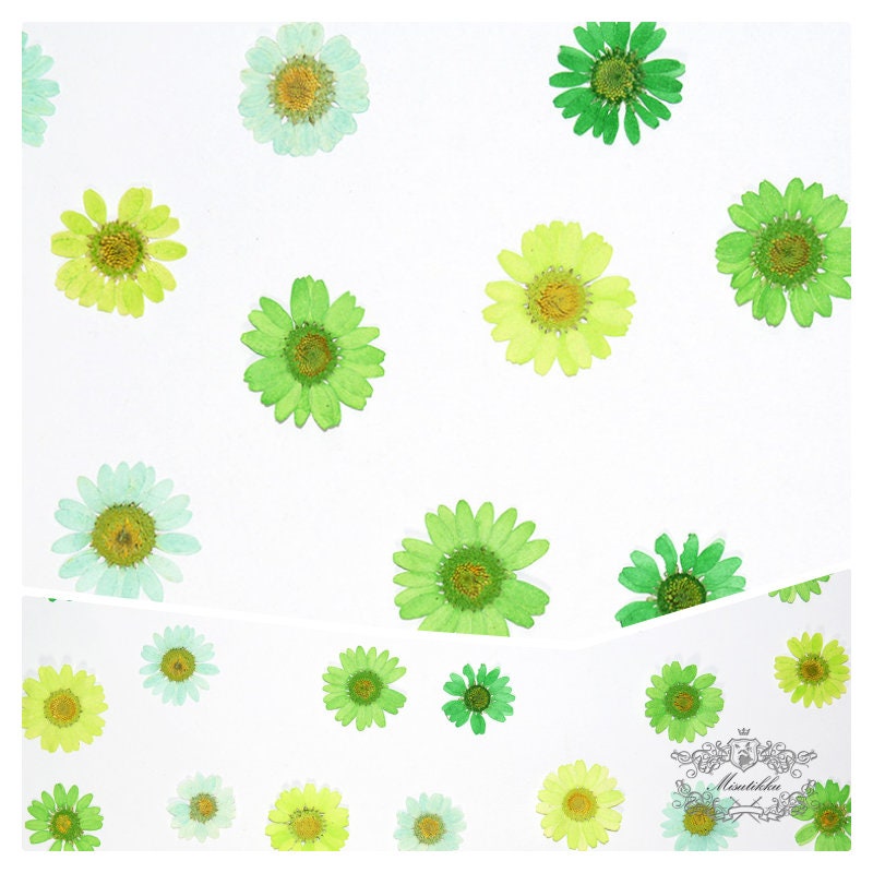 20 PCS/Set (2-3CM) Pressed Daisy Mix Assorted Green Series Dried Pressed Daisies Pressed Mixed Aquamarine Daisy Preserved Dry Wildflowers