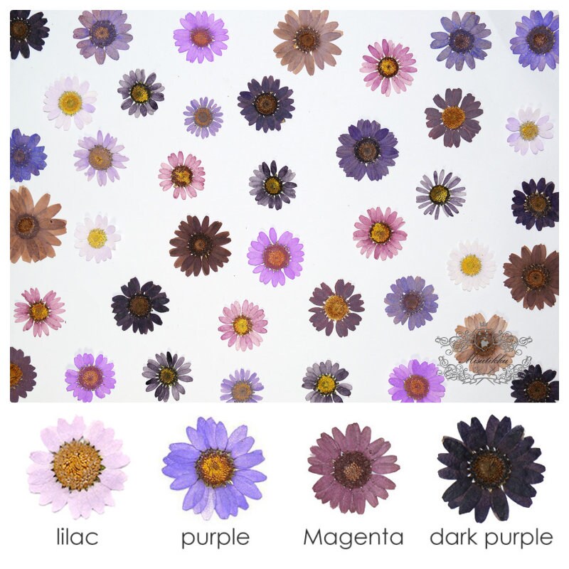 20 PCS Set (2-3CM) Dried Pressed Flower Daisy, Mixed Real Dried Daisy, Pressed Flat Daisy Flower, Pressed Purple Daisies Dried Flowers