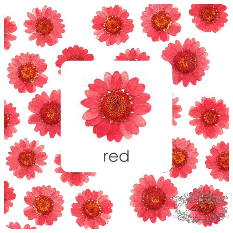 20 PCS Set (2-3CM) Mixed Pressed Daisy Flower Real Dried Daisies Pressed Flower Pink Daisy Dried Flower Pressed Red Daisies Dried Flower