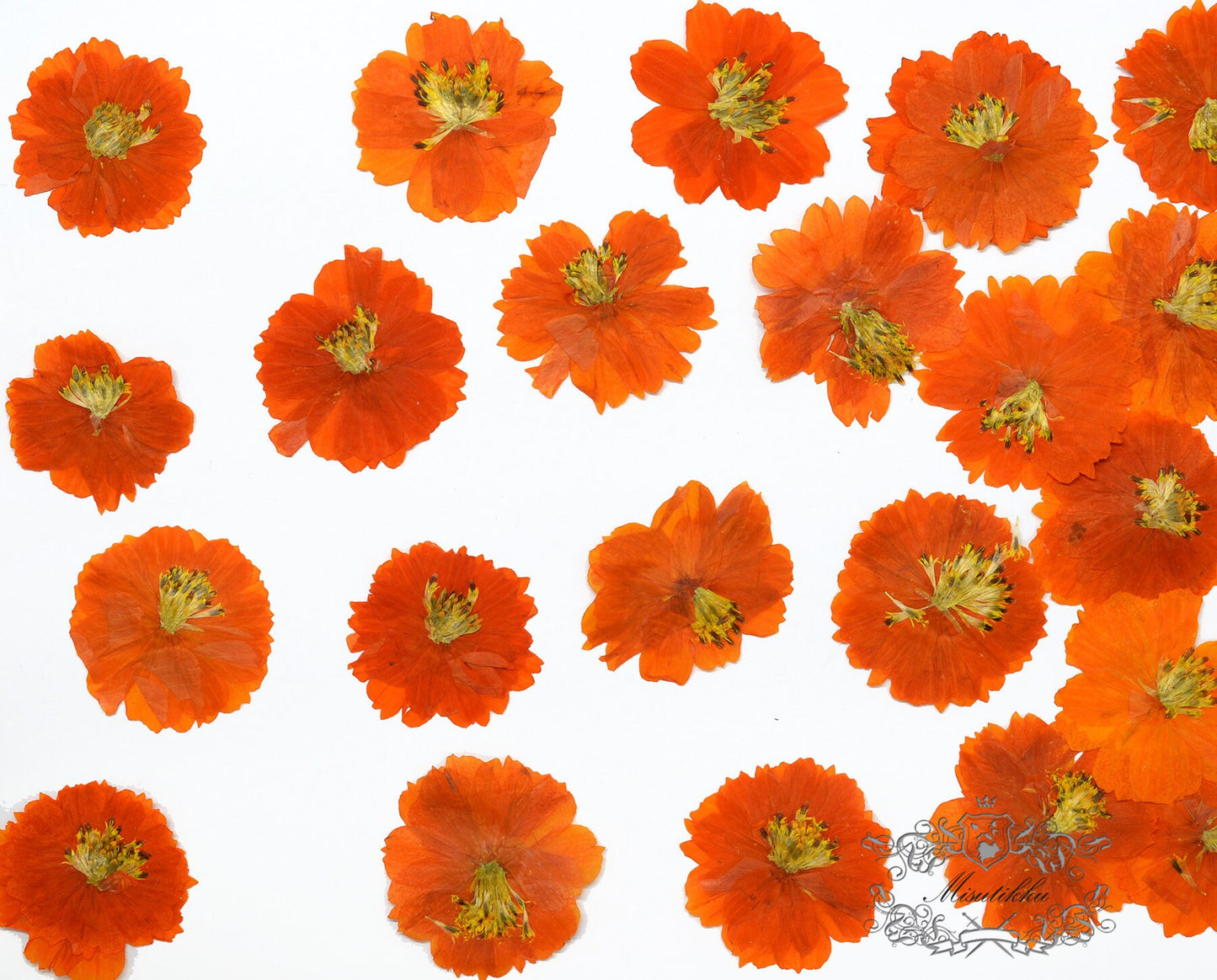 12 PCS Set (4-6CM) Pressed Cosmos Flowers, Orange Dried Cosmos Flower, Real Pressed Dried Flowers, Pressed Flower dried Orange Flat Flower