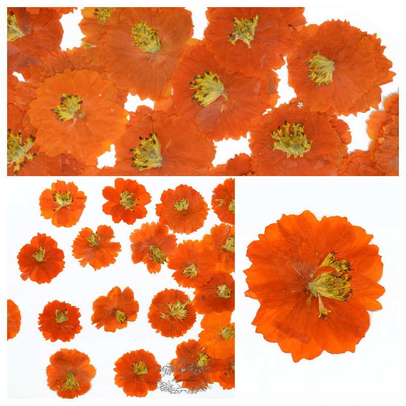 12 PCS Set (4-6CM) Pressed Cosmos Flowers, Orange Dried Cosmos Flower, Real Pressed Dried Flowers, Pressed Flower dried Orange Flat Flower