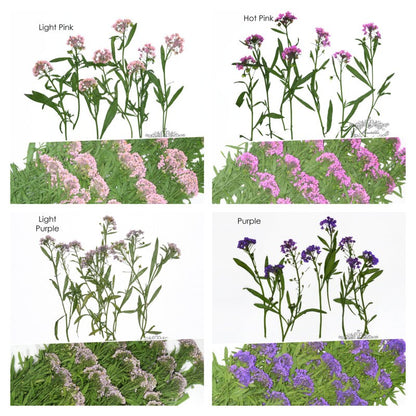 20 PCS Pack (5-7CM) Dried Pressed Flower Stems, Pressed Alyssum Dried Flowers, Preservation Real Flower, Flat Dry Wild Flower Stems Foliage