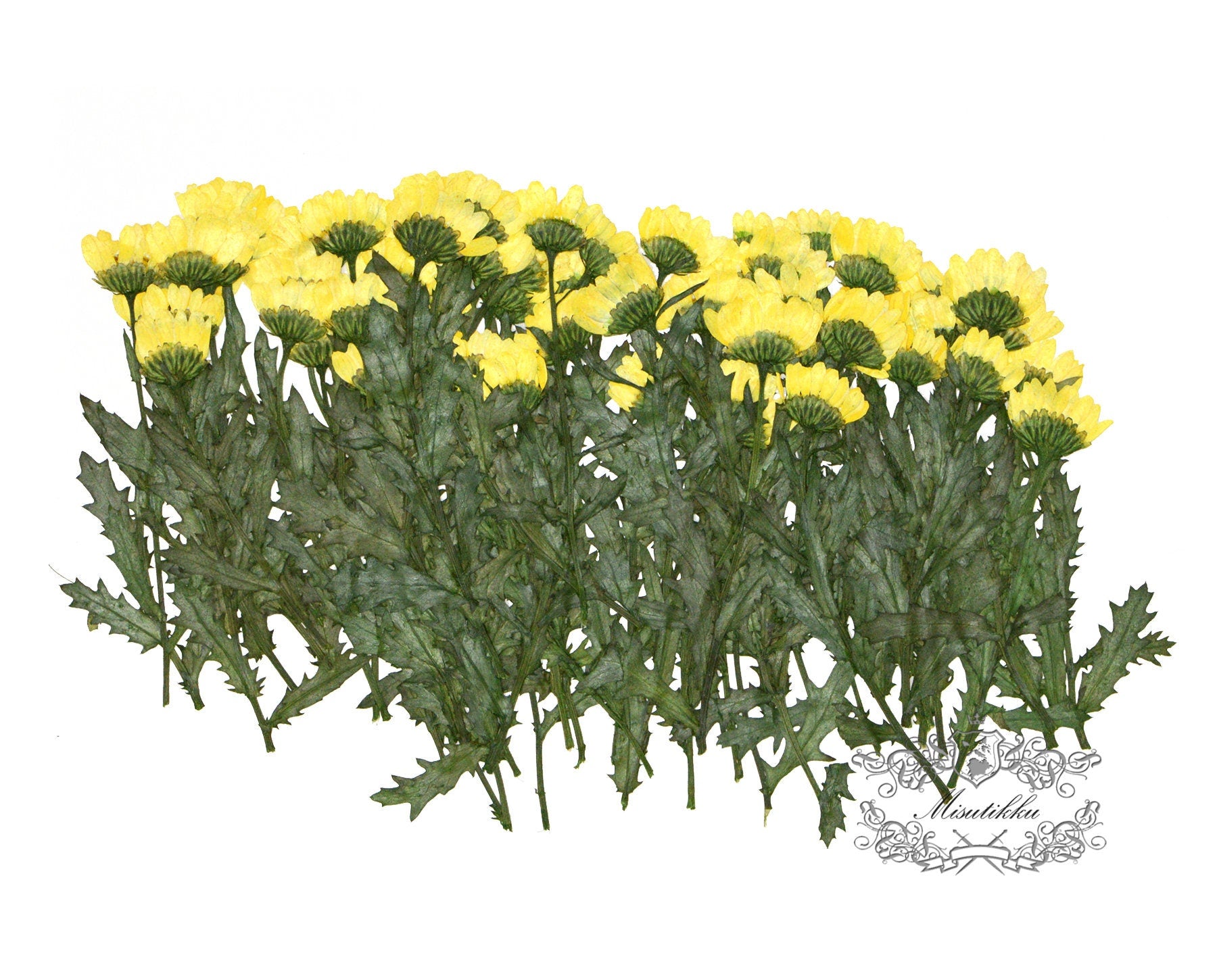 20 PCS Set (5-7CM) Pressed Yellow Daisies with Branch Real Dry Pressed Flower Preserved Wild Flowers Flat Dried Petals dry leaves with stem