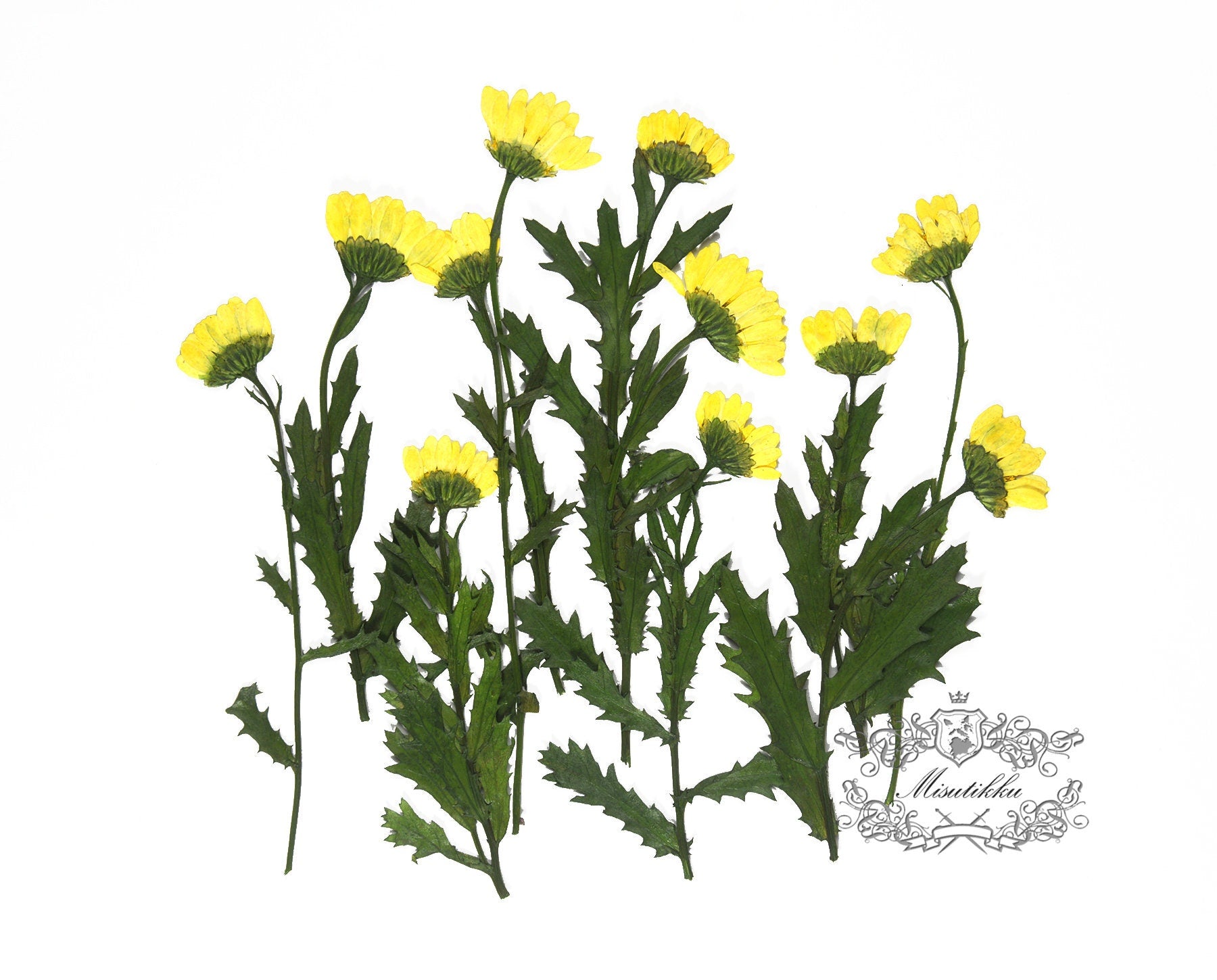 20 PCS Set (5-7CM) Pressed Yellow Daisies with Branch Real Dry Pressed Flower Preserved Wild Flowers Flat Dried Petals dry leaves with stem