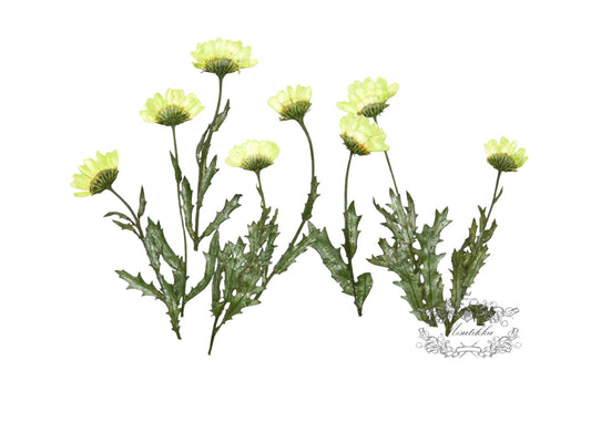 12 PCS Set (5-8CM) Pressed Green Daisy Flower Stems, Real Dried Pressed flowers, Pressed Flat Dried Daisies Preserved Dried Daisy Flower