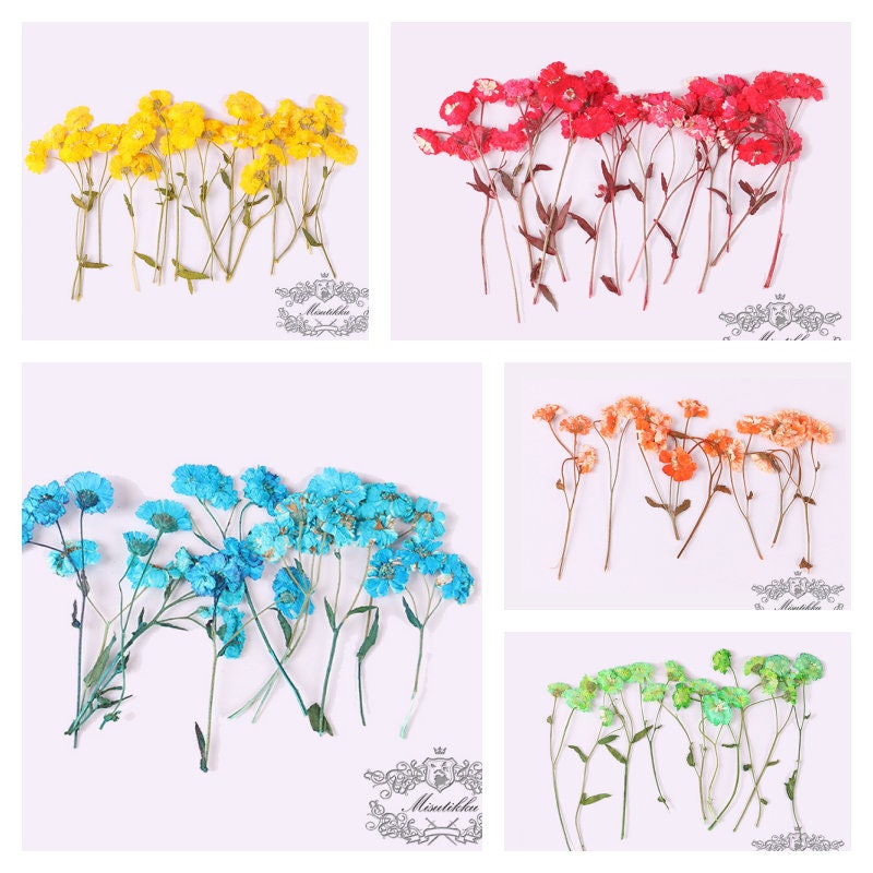 6 PCS/Set Pressed Dried Flowers Stems, Preserved Dried Flat Flowers, Real Dried Flower Stem, Dried Pressed Flower, Verbena Flower Stems,