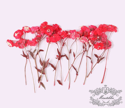 6 PCS/Set Pressed Dried Flowers Stems, Preserved Dried Flat Flowers, Real Dried Flower Stem, Dried Pressed Flower, Verbena Flower Stems,