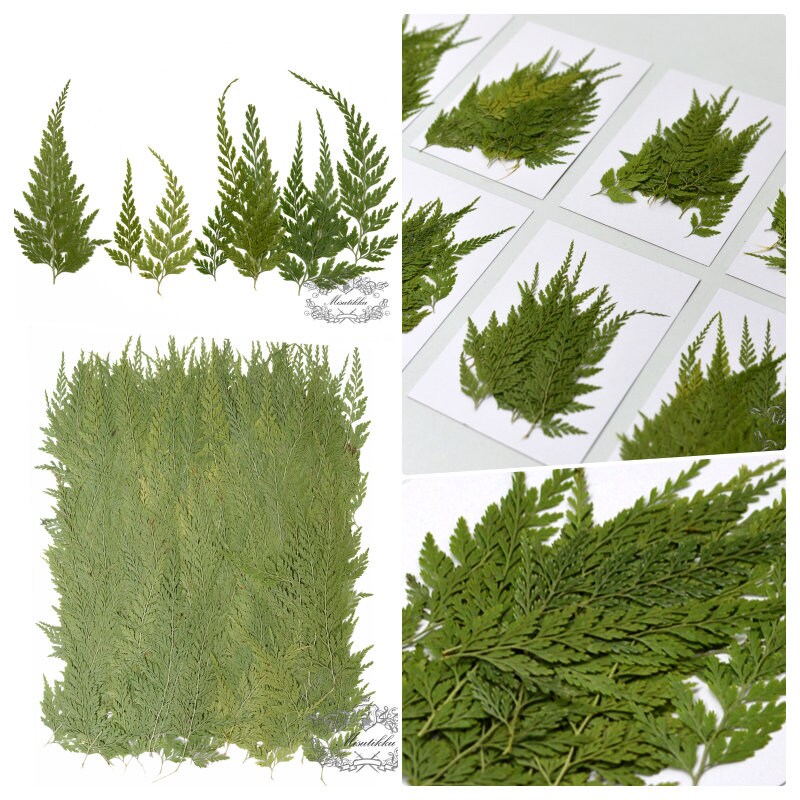 20 PCS Set (5-9CM) Dried pressed Leaves Asian Royal fern Pressed Flower Dried Pressed Fern Leaves Real Flat leaves Herbarium green foliage