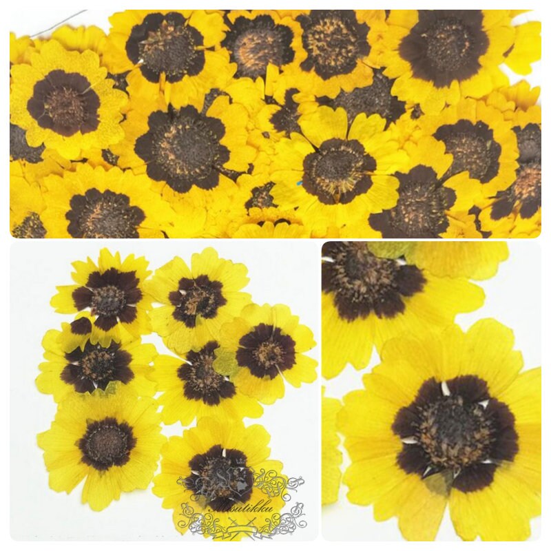 20 PCS Set (3-5CM) Real Dried Yellow Flower, Large Pressed Dried Flowers, Real Pressed Flat Drird Flower, Preserved Dried Flat Flower