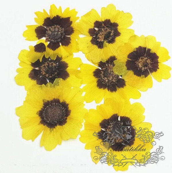 20 PCS Set (3-5CM) Real Dried Yellow Flower, Large Pressed Dried Flowers, Real Pressed Flat Drird Flower, Preserved Dried Flat Flower