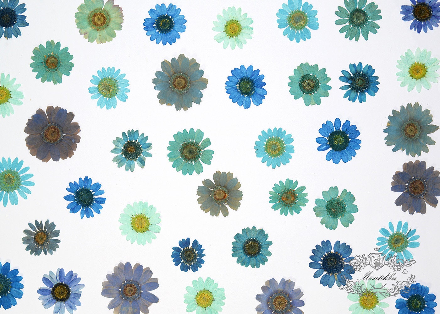 12 PCS/Set (2-3CM) Mixed Pressed Blue Daisy Dried Flowers, Dried Daisy Real Pressed Flowers, Pressed Dried Daisy Flower, Pressed Daisies