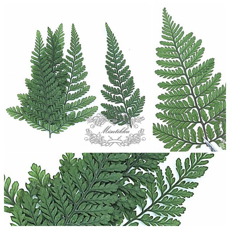 20 PCS Set (6-10CM) Real Pressed Leaves Dried Pressed Flower Green Dry leaf Preserved Wild Flowers Floral Pressed Fern